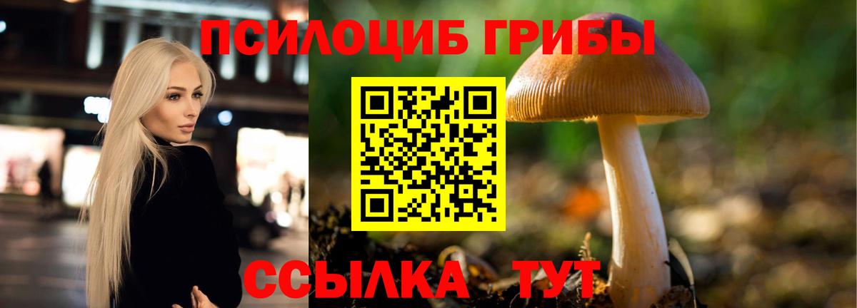 Псилоцибиновые грибы Psilocybe Избербаш